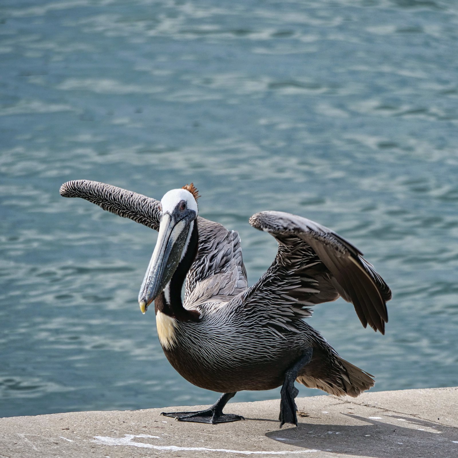Pelican at the marina